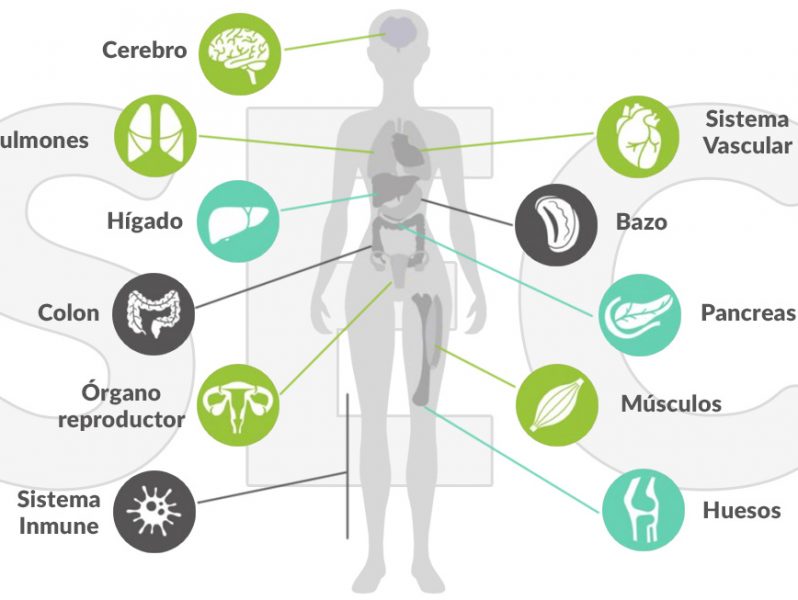 Sistema Endocannabinoide