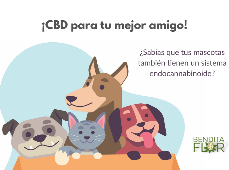 CBD para mascotas
