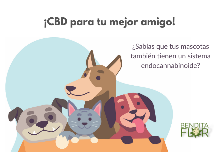 CBD para mascotas