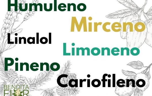 Terpenos y la cannabis