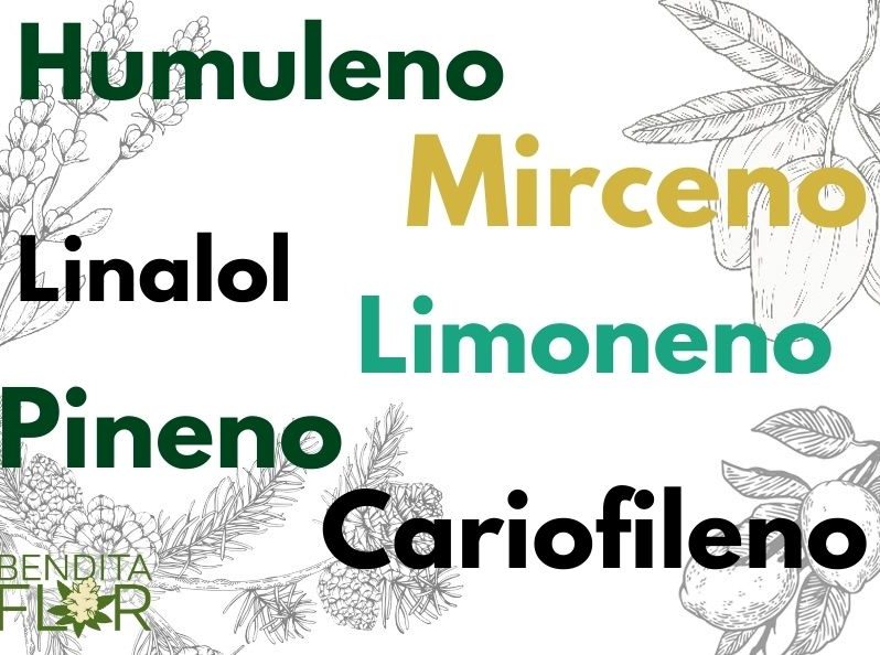 Terpenos y la cannabis