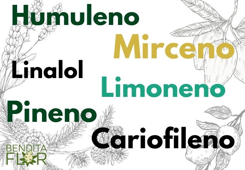 Terpenos y la cannabis