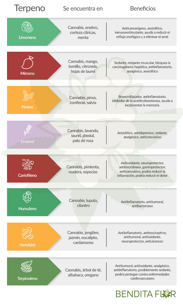 Terpenos y sus beneficios